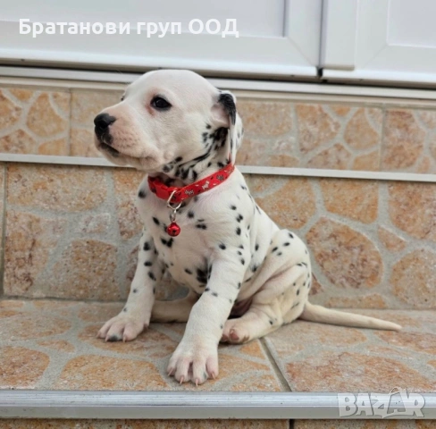 Далматинец, снимка 2 - Далматинец - 54353717