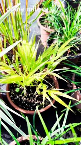 Промо пакет от 5 бр Декоративни треви, снимка 4 - Градински цветя и растения - 51779204