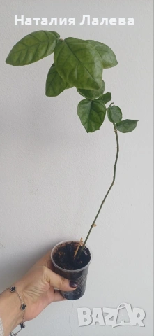 Жасмин, Jasmine Grand Duke, снимка 2 - Стайни растения - 54188610