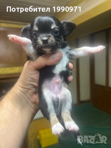 Мини чихуахуа момче и 3 негови братчета - чистокръчни , снимка 3 - Чихуахуа - 52878577