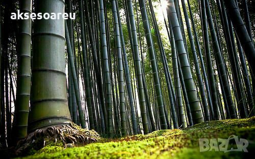 100 броя бамбукови семена от декоративен бамбук Moso Bamboo зелен МОСО БАМБО за декорация и украса b, снимка 7 - Сортови семена и луковици - 37711514
