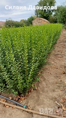 0.70 Лигуструм на корен, снимка 12 - Градински цветя и растения - 51968752