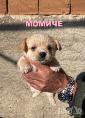 Мини чихупинчери чихуахуа пинчер, снимка 4 - Чихуахуа - 52791401