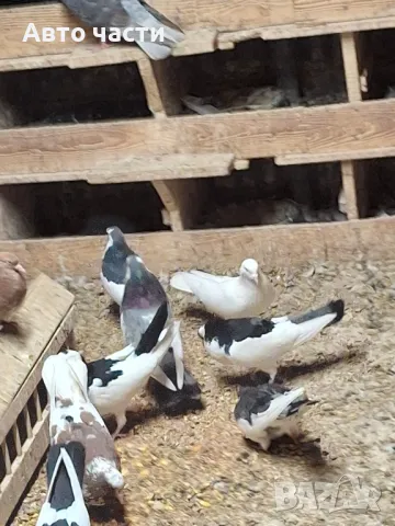 пазарджишки високолетачи със добри постижения , снимка 12 - Гълъби - 49029535