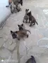 Белгийска овчарка Малиноа, снимка 2