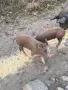 Свободни прасенца, снимка 3