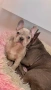 Френски булдог бебе/french bulldog, снимка 12