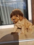 Продавам мини пуделче , снимка 1