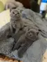 Сиви късокосмести британчета , снимка 7