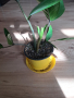 Замиокулкас , снимка 1 - Стайни растения - 44701154