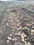Картофи Сорая , снимка 1