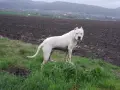 Кученца Дого Аржетино, снимка 15