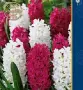 Луковици ЗЮМБЮЛ - Предварителни поръчки, снимка 16