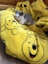 Подарявам котенце., снимка 4