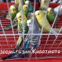 Вълнисти папагалчета, снимка 1 - Папагали - 31979043