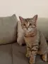 Коте Алис на 4 месеца си търси дом, снимка 3