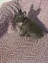 Френски булдог мъжки , снимка 7