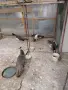 Женски пауни арлекин, снимка 1