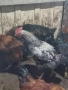 Продавам или разменям за ярки млади домашни петлета, снимка 10