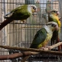 продавам папагали пирура, снимка 6
