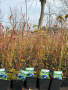 Американска боровинка в саксия 30-50см, снимка 1 - Градински цветя и растения - 40354384
