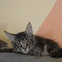 момиче на три месеца, снимка 5