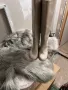 Стилни ботуши в сиво/бежево, снимка 1