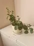 Цветя Домашни Стайни , снимка 4