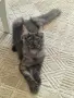 котенца Мейн Куун, снимка 14