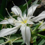 семена на красивото бяло цвете Pancratium maritimum