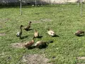 Гъски, патици, токачки, снимка 2