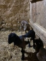 англо нубийски кози, снимка 6