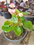 Градинска бегония , снимка 2