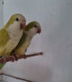 Продавам папагали , снимка 4