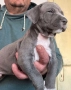Продавам питбули , снимка 3