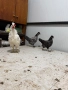 Продавам декоративни кокошки, снимка 6