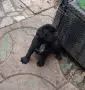 Кане Корсо Италиано, снимка 1