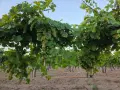 Продавам грозде Мускат Оттонел, снимка 2