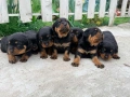 Ротвайлер , снимка 1