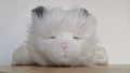 little live pets cat интерактивно плюшено коте, снимка 11