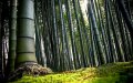 100 броя бамбукови семена от декоративен бамбук Moso Bamboo зелен МОСО БАМБО за декорация и украса b, снимка 7
