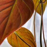 Philodendron micans, снимка 2 - Стайни растения - 39706093