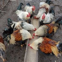 продавам ярки пилета яйца петли пуйки патици , снимка 8 - Кокошки и пуйки - 44303999