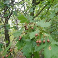 Брекина (Sorbus terminalic) плодно медоносно дърво, снимка 3 - Градински цветя и растения - 30347880