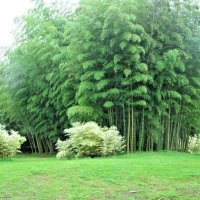 Семена от гигантски бамбук Moso Bambo градински горски декоративни растения декорация за градината д, снимка 17 - Сортови семена и луковици - 37768489