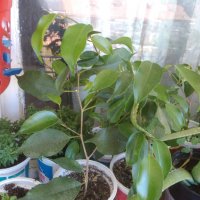 Фикус Бенджамина ( Ficus benjamina ) , снимка 12 - Стайни растения - 29520145