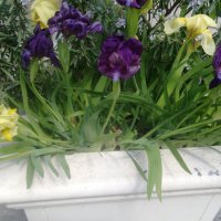 Продавам цветя Ириси, ниски, жълти и тъмно сини, снимка 11 - Разсади - 36896575