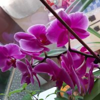 Красиви орхидеи , снимка 14 - Стайни растения - 32936807