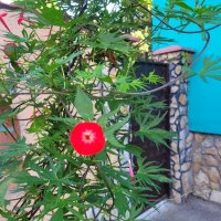 Ипомея - Кипърска Лоза (Кардинал), снимка 10 - Стайни растения - 42231597