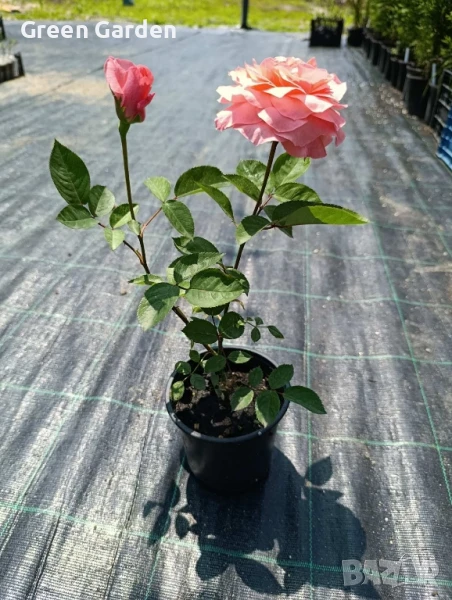 рози , снимка 1